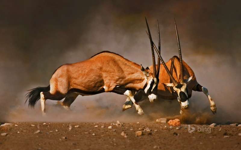 domestic animals, side view, one animal, 1080P, outdoors, no people, full length, dust, survival, profile view, bing, gemsboks, running, animals in the wild