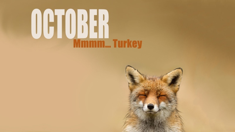 relaxation, one animal, fox, western script, october, mammal, portrait, month, communication, wall - building feature, textr, animal wildlife, capital letter