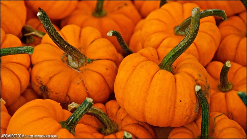 consumerism, no people, backgrounds, large group of objects, still life, pumpkin, Halloween, october, orange color, sale, for sale, healthy eating, fall