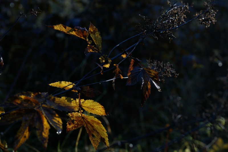 selective focus, black, tree, plants, painting, plant, land, autumn, branch, wilted plant, beauty in nature, vulnerability, 5K, nature, change, plant part