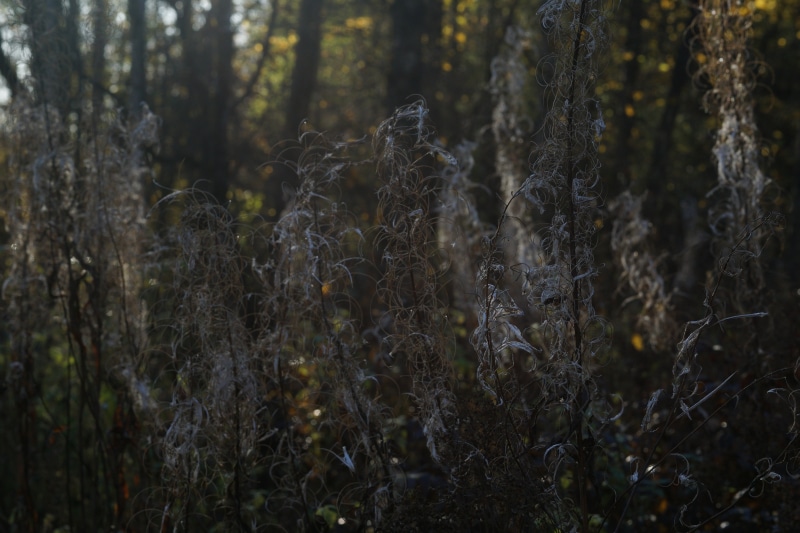 close-up, plant, non-urban scene, tranquility, day, trunk, outdoors, tree, no people, nature, branch, fall, land, focus on foreground, forest, woodland