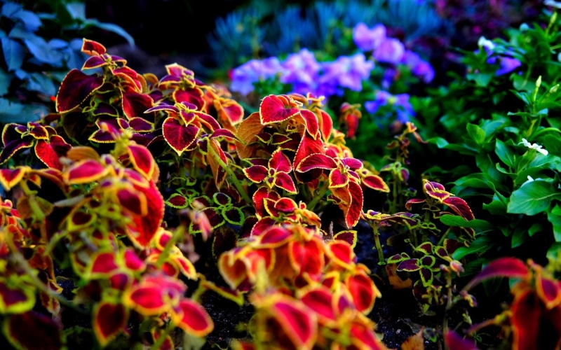 1080P, blossoms, autumn, 3d and abstract, colors, nature, october