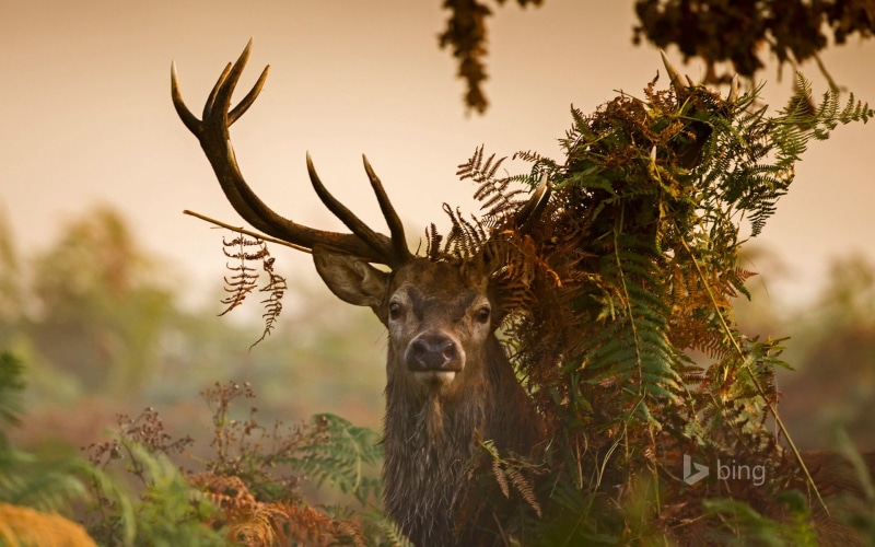 vertebrate, day, forest, nature, park, outdoors, animal head, animal, england, october, animal wildlife, no people, herbivorous, antler, one animal, land