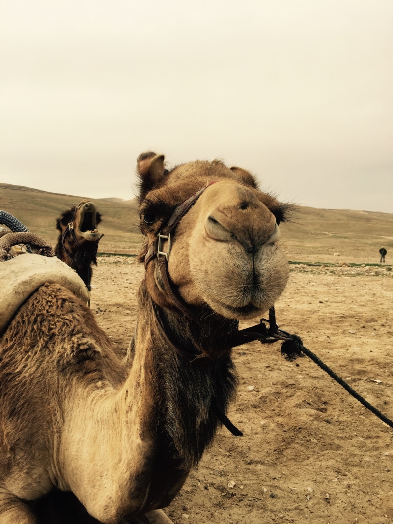desert, Israel, camels, 2K