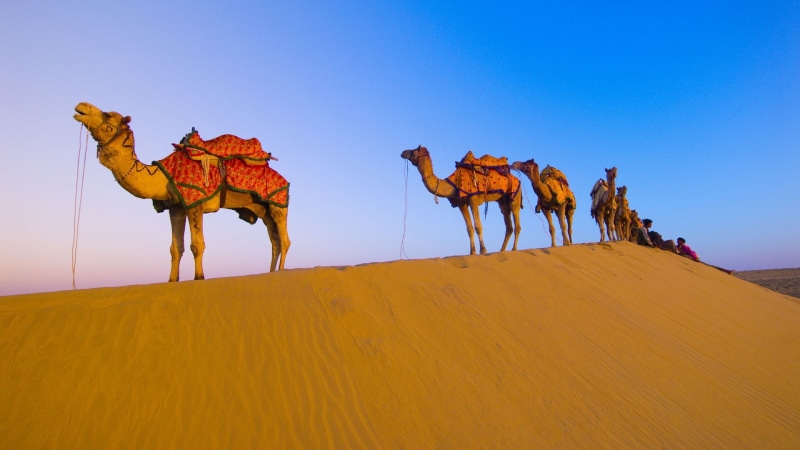 Camel, Desert, 1080P