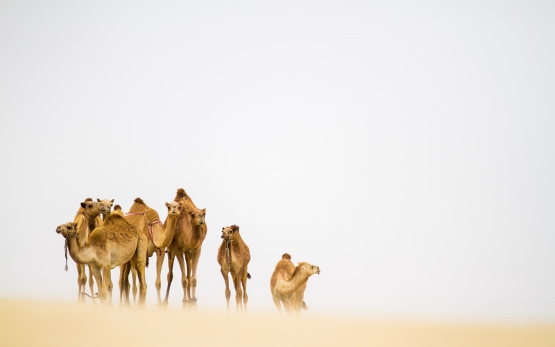 1080P, camels, desert