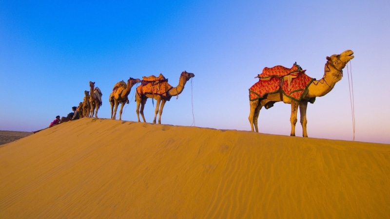 travel, camel Train, animal, riding, safari Animals, environment, united Arab Emirates, morocco, working animal, desert Oasis, adventure, clear sky, domestic animals
