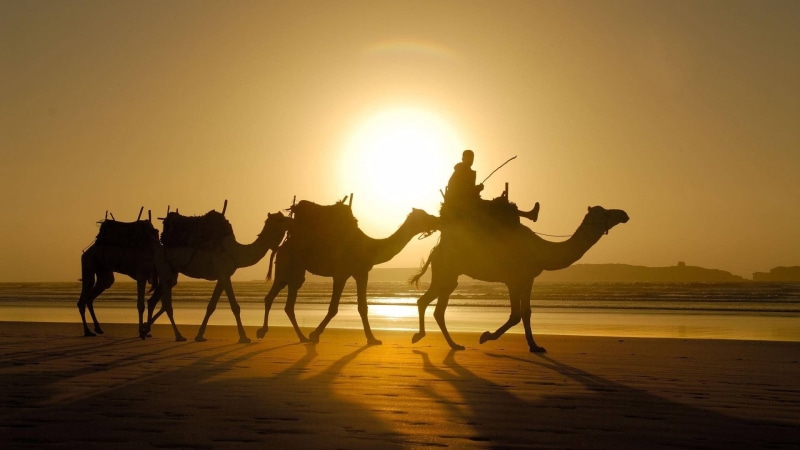 sunlight, camels, sunset, silhouette, mammal, desert, people, sun, sea, land, nature, camel, shadow, animals, group of animals, photo, herbivorous, group of people