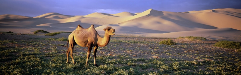 4K, outdoors, landscape, animals, land, wildlife, camels, mountain, mammal, nature, no people, livestock, desert, cloud - sky, mountain range, animal