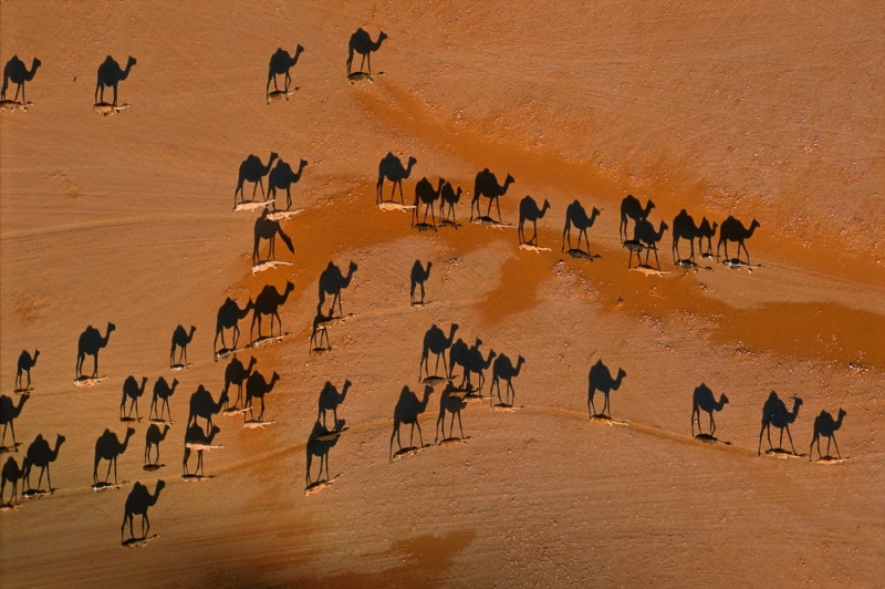 motion, animal wildlife, walking, large group of animals, camels, desert, sand, travel, group of animals, mammal, nature, high angle view, sunlight, arid climate
