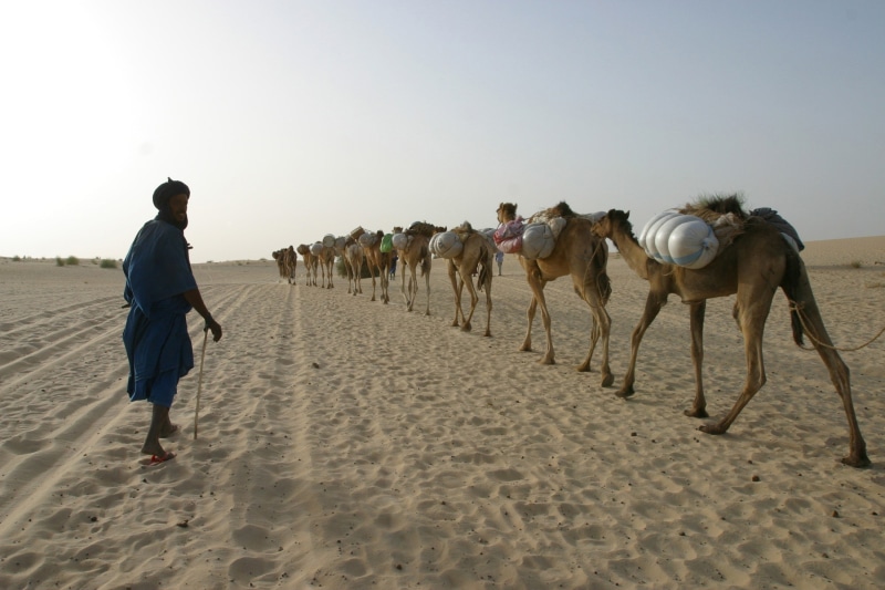 land, arid climate, climate, real people, men, camels, pets, domestic animals, mammal, nature, sky, group of animals, desert, 1080P, Africa, full length