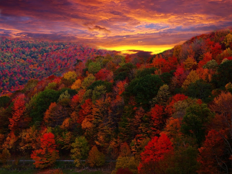 seasons, 1080P, trees, change, colorful, 3d and abstract, fall, photography, autumn