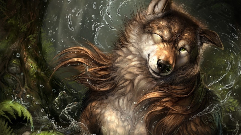 day, water, vertebrate, animal, brown, wolf, nature, furry, no people, wet, one animal, 720P, domestic animals, domestic, high angle view, hair, Anthro