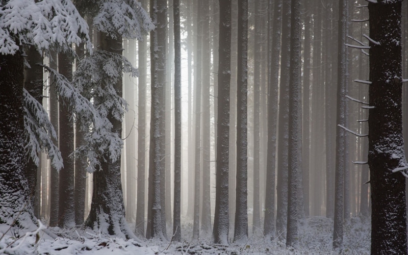 land, winter, landscape, scenics - nature, snow, day, 1080P, cold temperature, tree, environment, trunk, outdoors, beauty in nature, tranquil scene, nature