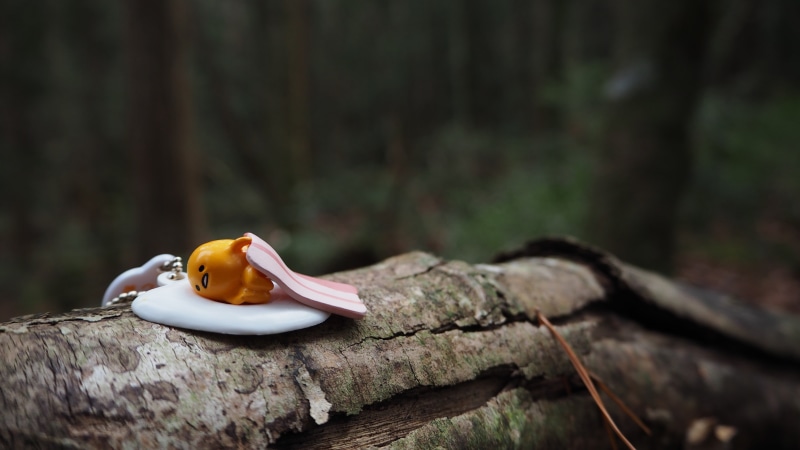 selective focus, bark, no people, growth, toadstool, wood - material, vegetable, trunk, mushroom, nature, plant, tree trunk, food, GUDETAMA, tree, forest