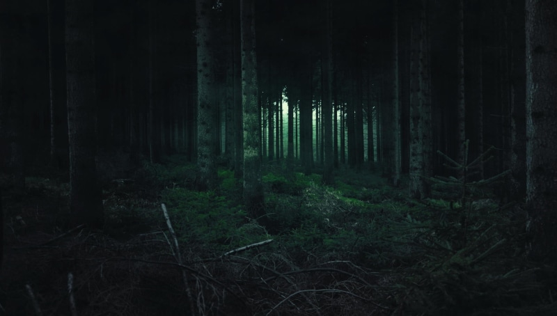 gray, remote, trunk, bamboo - plant, non-urban scene, land, 1080P, nature, beauty in nature, growth, tranquil scene, tranquility, landscape, no people