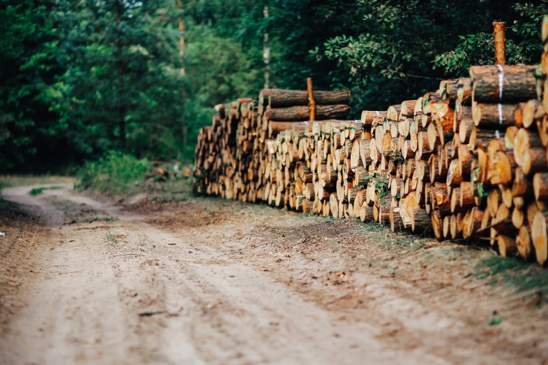 pine, Wall, Wood, stack, heap, woodland, wooden, abundance, forest, selective focus, no People, land, deforestation, brown, the way forward, autumn, large group of objects