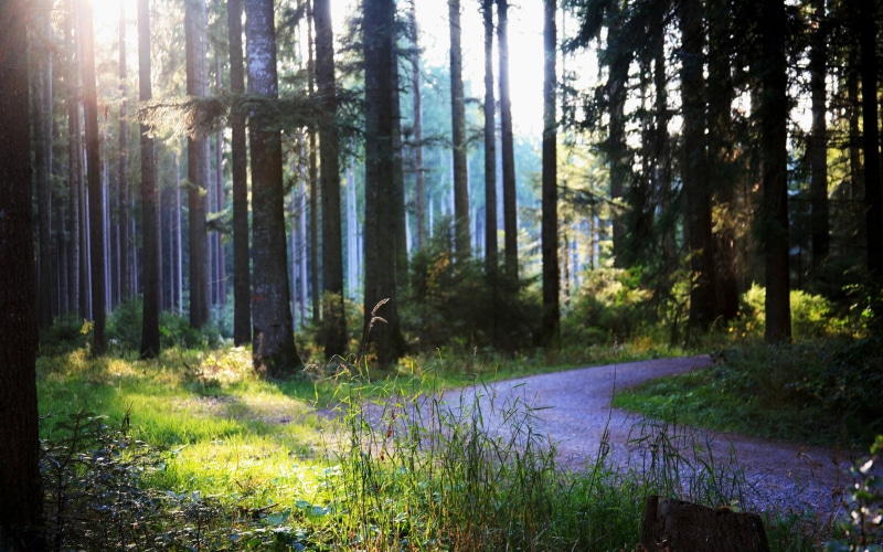 woodland, no people, day, 2K, grass, land, trunks, tree trunk, trees, tranquility, sunlight, tranquil scene, landscape, outdoors, path, non-urban scene