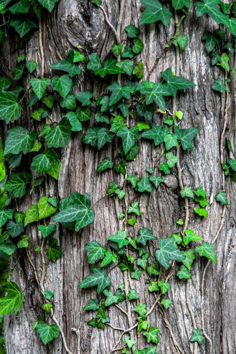 wild, leaves, freshness, texture, tree trunk, gray, full frame, growth, day, nature, trunk, plant part, botany, gardening, backgrounds, pattern, creeper