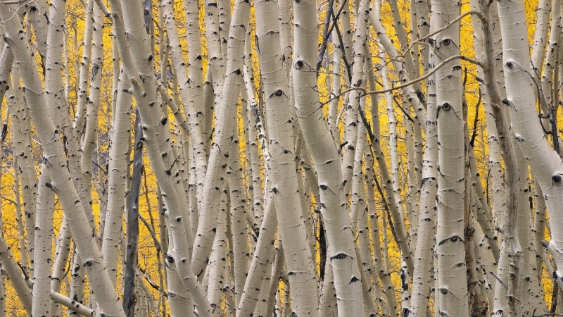 hd, trunks, tree, 1080P, trees, nature