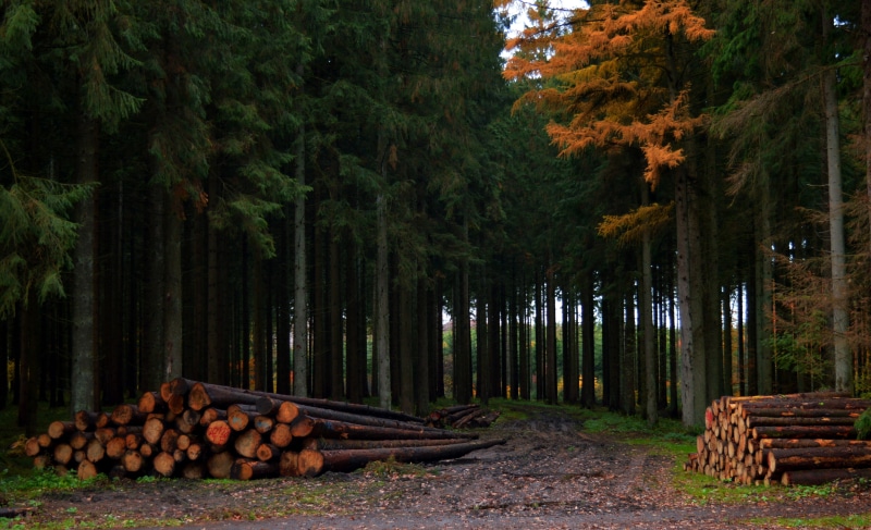 log, timber, change, forest, day, large group of objects, land, growth, plant, abundance, nature, lumber industry, woodland, wood, autumn, outdoors, firewood
