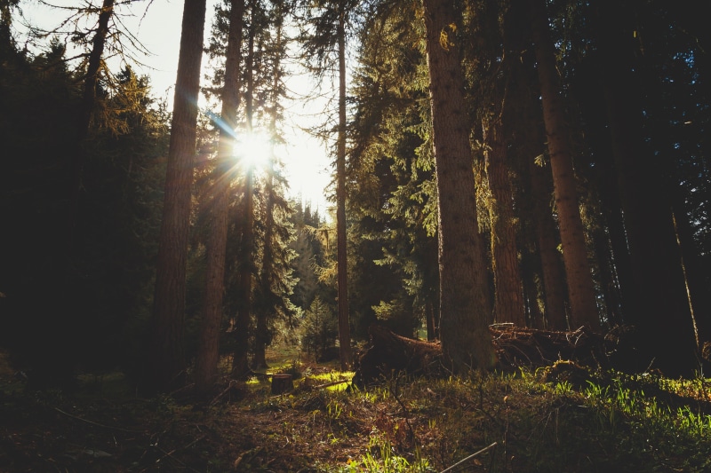 lens flare, forest, outdoors, 5K, streaming, no people, brightly lit, tranquility, tranquil scene, growth, bright, non-urban scene, plant, tree, scenics - nature