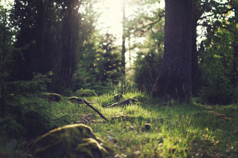 plant, forest, woodland, trunk, green color, scenics - nature, tree trunk, trail, growth, grass, 5K, non-urban scene, brown, outdoors, no people, tree
