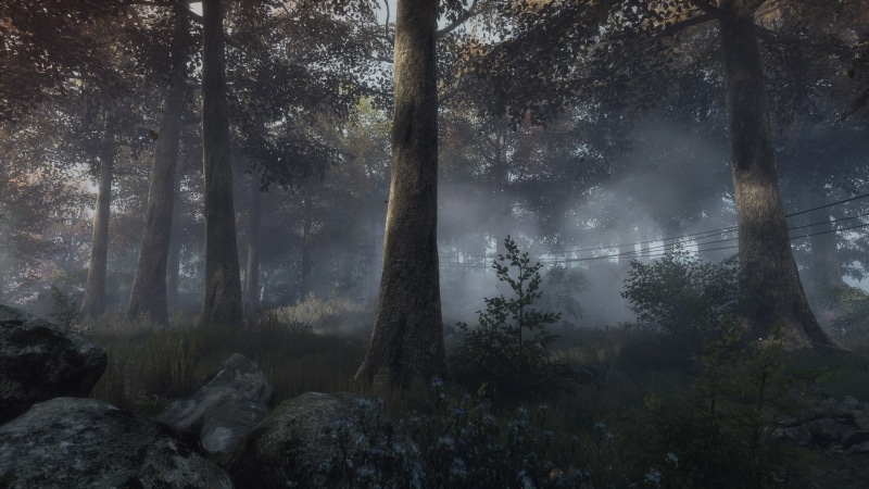brown, plant, tree trunk, 1080P, growth, beauty in nature, outdoors, forest, fog, tranquil scene, video games, no people, tree, scenics - nature, non-urban scene