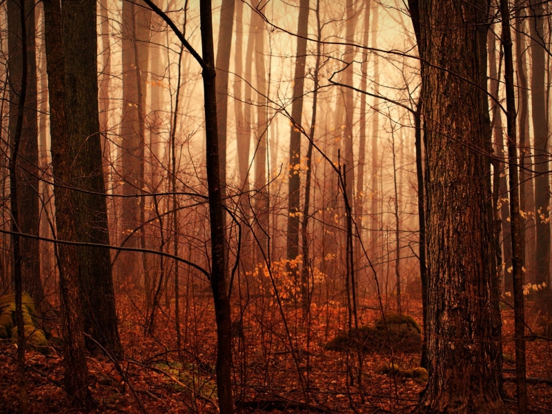 spooky, outdoors, season, forks, canada, bush, scenics, leaf, forest, tree trunks, woodland, 2K, Lost, light - Natural Phenomenon, belfountain, orangeville  ontario