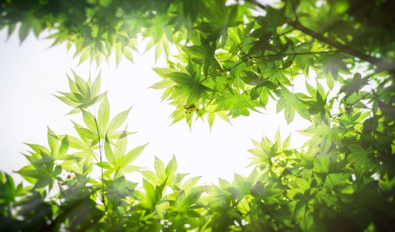 tranquility, close-up, selective focus, wood, maple, foliage, state of the union, freshness, green color, forest, in the forest, the leaves, greenness