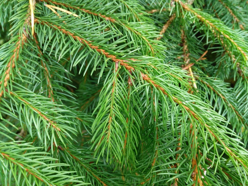 tree, coniferous tree, Closeup, Christmas Tree, plant, green color, needle - plant part, tranquility, christmas, backgrounds, day, leaf, 4K, growth, nature