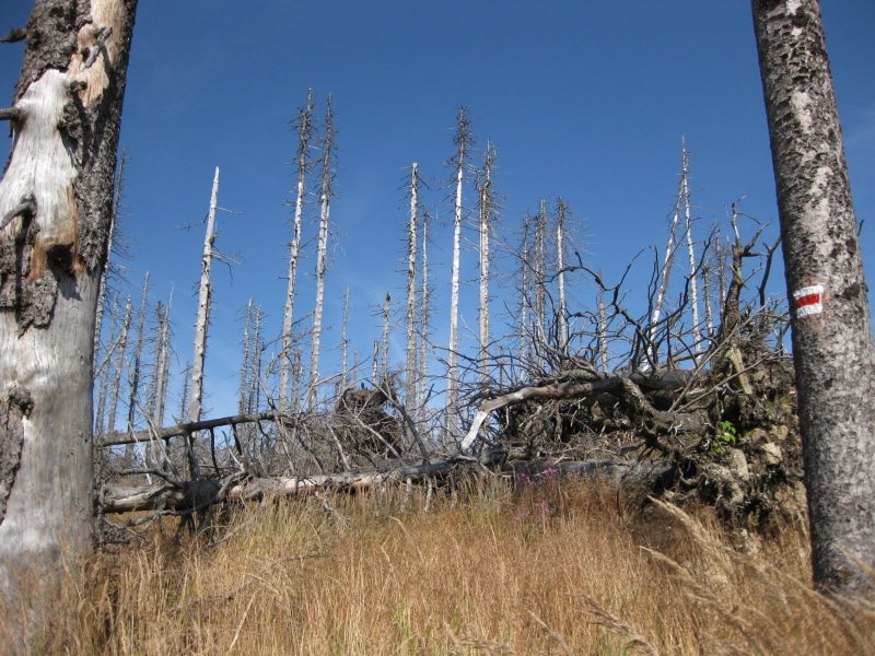 acid rain, scenics - nature, tree trunk, non-urban scene, plant part, trunks, environmental issues, Dead Wood, Dying, woodland, forest fire, dead plant