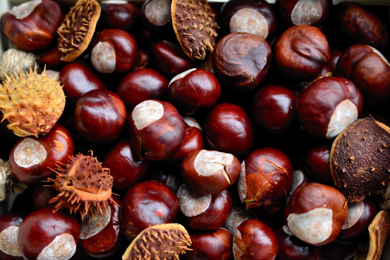 shiny, freshness, fruits, food, nut - food, red, gather chestnuts, 5K, shell, fruit, snack, nut, wellbeing, indoors, brown, chestnut - food, prickly, no people