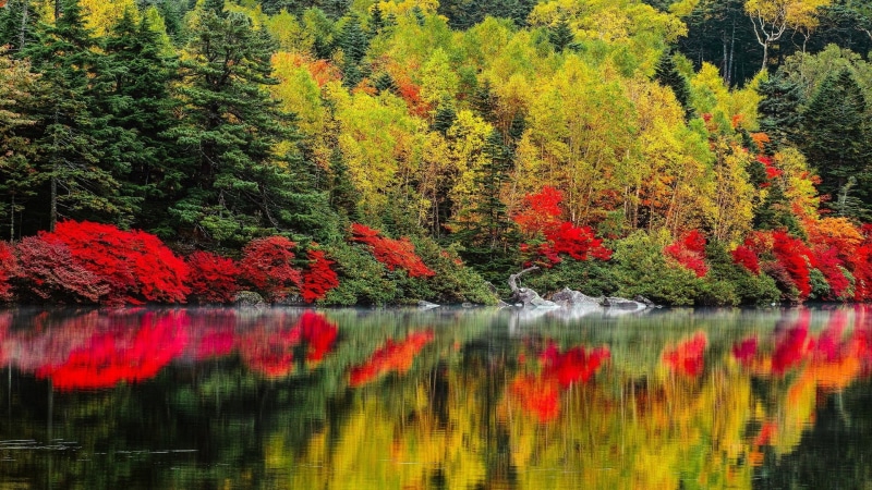 1080P, change, tree, full h-d  of nature 1920x1080, no people, non-urban scene, waterfront, growth, autumn, plant, orange color, tranquility, scenics - nature