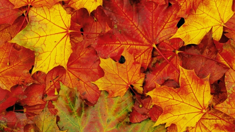 plant part, natural pattern, tree, autumn collection, leaf, fall, 1080P, full frame, fall screensavers backgrounds, maple leaf, close-up, leaf vein, nature