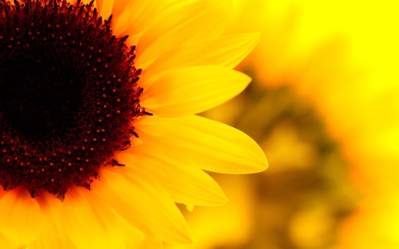 fragility, growth, petal, flowerbed, freshness, inflorescence, springtime, flower head, beauty in nature, sunflower screensavers backgrounds, 1080P, yellow