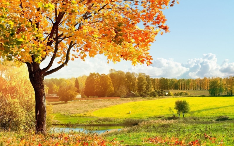 growth, yellow, fall, landscape, fall screensavers and backgrounds, environment, 1080P, field, change, orange color, scenics - nature, autumn, grass, day