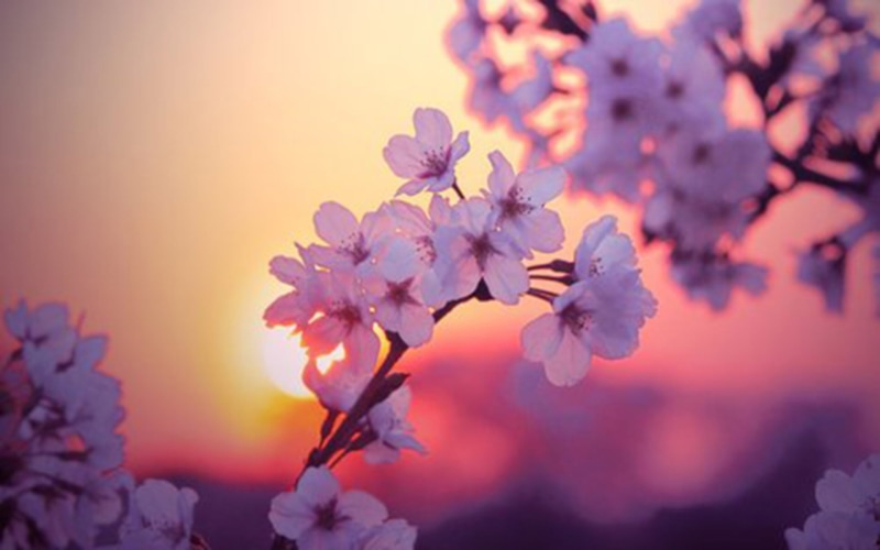 pink color, fragility, 1080P, cherry tree, plant, blossom, springtime, branch, tree, cherry blossom, outdoors, softness, close-up, fruit, no people, purple