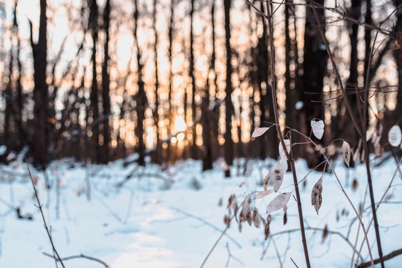 plant, animal, ice, 5K, white color, forest, branch, beauty in nature, tranquil scene, botanical park, day, non-urban scene, blurr, bare tree, cold temperature
