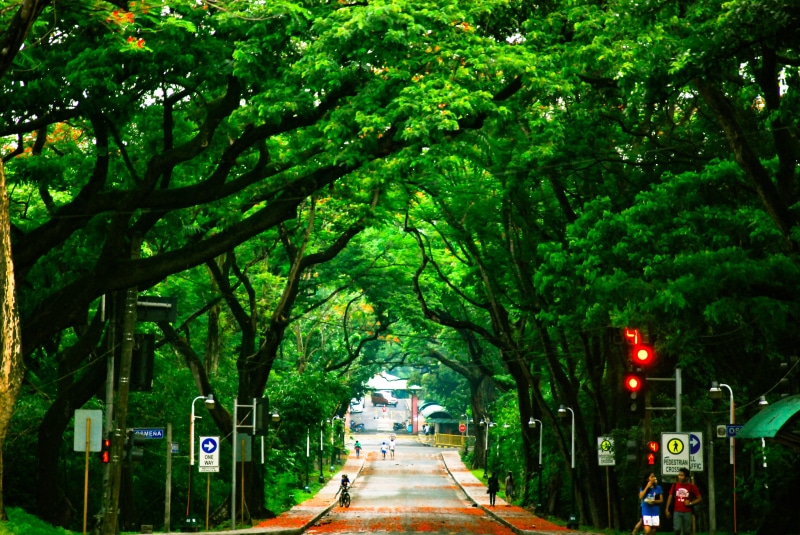 4K, architecture, sign, green color, trees, growth, direction, city, built structure, outdoors, philippines, communication, stoplight, footpath, diminishing perspective