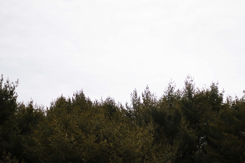 cloud - sky, woods, forest, scenics - nature, no people, tree, plant, tranquility, growth, trees, idyllic, treeline, nature, green color, sky, outdoors