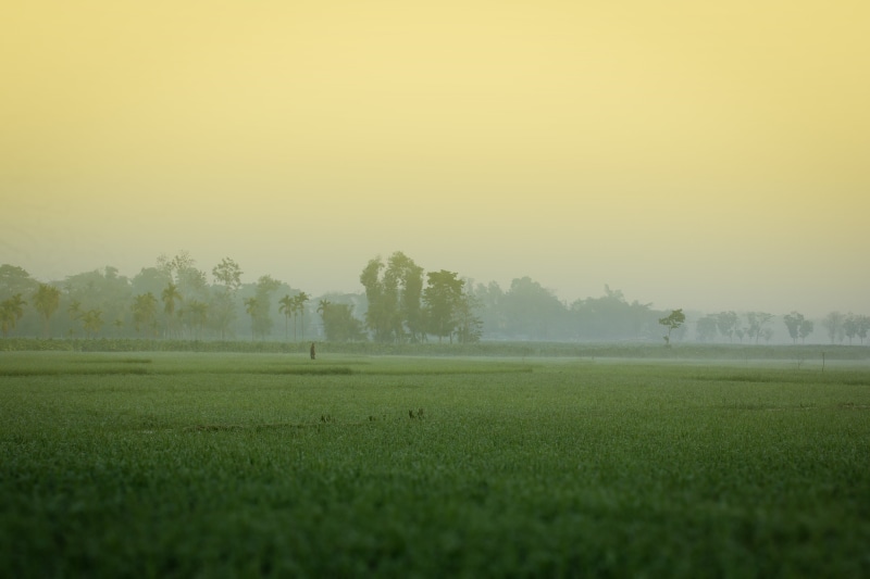 field, no people, grass, beauty in nature, khagrachori, winter morning, sky, 4K, twilight, tree, bangladesh, green color, tranquil scene, scenics - nature