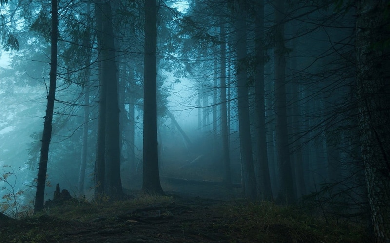 plant, tranquility, fog, mist, beauty in nature, tree trunk, forest, tranquil scene, scenics - nature, woodland, trees, nature, non-urban scene, 480P