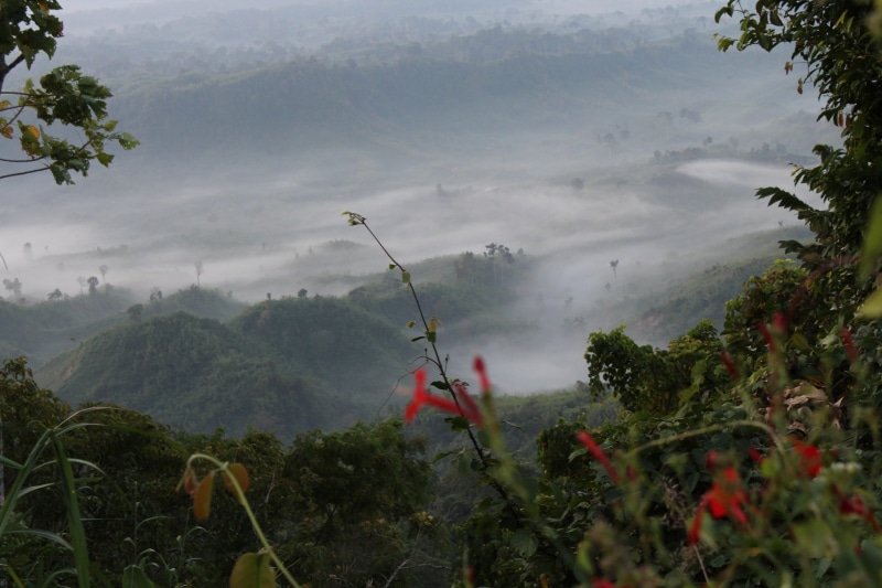 no people, tranquility, land, tranquil scene, plant part, bangladesh, outdoors, nature, growth, green color, fog, tree, day, cloud - sky, sajek valley