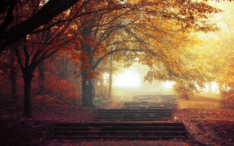 growth, tranquility, autumn, gray, red, direction, path, multi Colored, street, sun, nature, falling, walkway, sunlight, backgrounds, leaves, outdoors