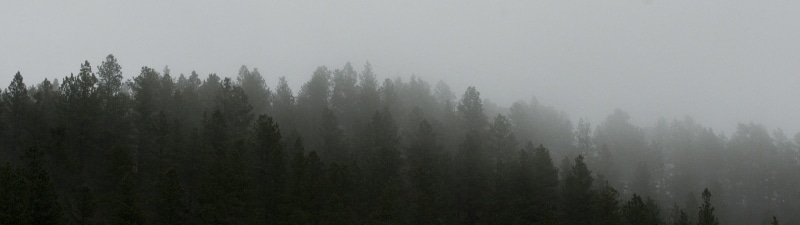 landscape, tree, tranquility, coniferous tree, 4K, no people, non-urban scene, land, woodland, pine tree, mountain, plant, day, scenics - nature, environment