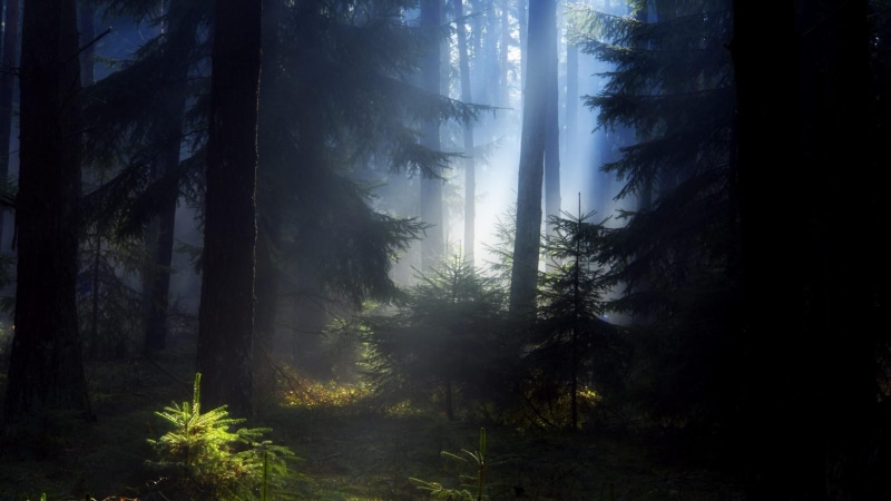 4K, pines, deep forest, fir trees, darkness, fearful, dark