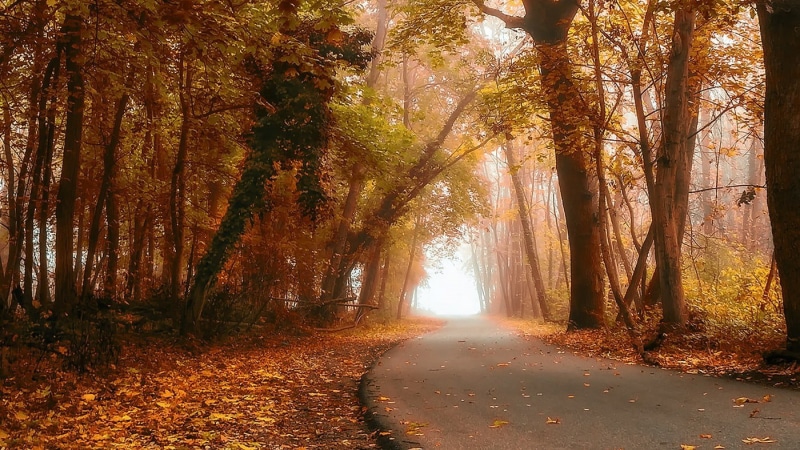 woodland, trees, black, brown, forest, plant, decor, non-urban scene, 720P, fall, wooden, direction, autumn collection, leaf, nature, leaves, mist, landscape