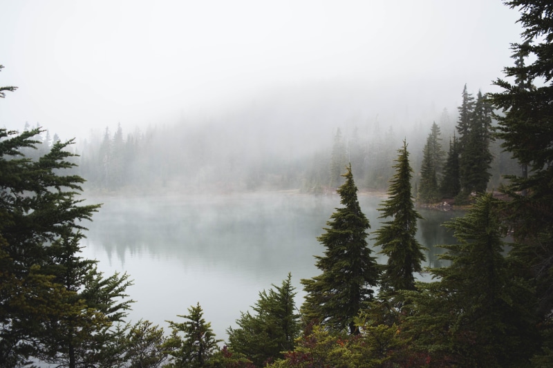 pine tree, non-urban scene, land, environment, pine, mountain, tree, tranquility, scenics - nature, british columbium, water, forest, outdoors, moody, outdoor