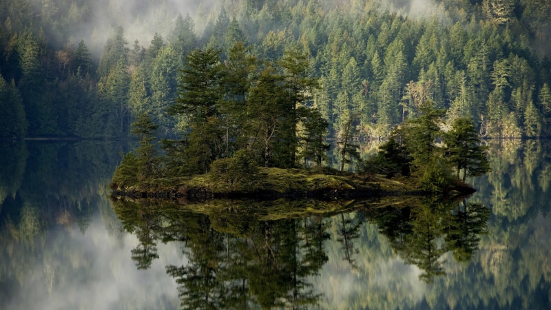 mist, fog, outdoors, wilderness, scenics - nature, pine, tranquil scene, growth, misty, waterfront, tree, plant, reflection, pine forest, land, day, pine woodland